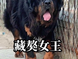 中国藏獒 A 片免费：世界顶级犬种，藏獒中的王者风范