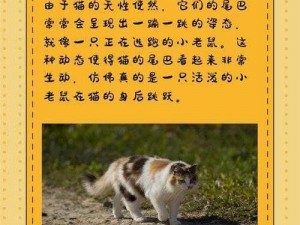 小猫尾巴妙趣横生，究竟像什么？解读答案揭秘魅力所在