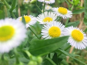 野花社区在线观看免费 野花社区在线观看免费，无需注册，点开即看