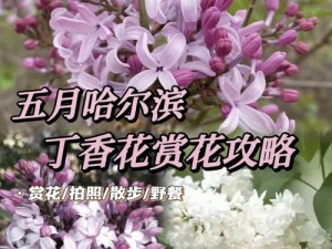 高清正版丁香花在线观看完整，无损音质，精彩剧情等你来看