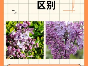 丁香六月综合 丁香六月综合：探究季节与花卉的奇妙关系