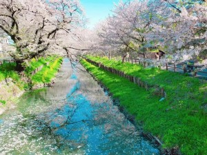 纯结节の轮舞曲樱花—纯结节の轮舞曲樱花：神秘而美丽的日本传统艺术