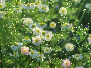 野花免费高清完整在线观看—野花免费高清完整在线观看，无需注册，点开即看