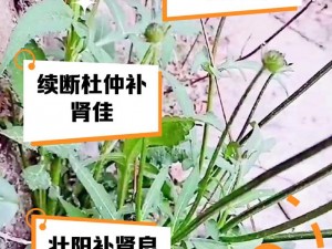 强肾固精，改善性能力：服用老头猛挺进雪柔的体内视频后