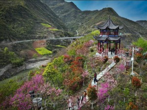 樱花岛在线免观国产，海量高清资源，尽在其中