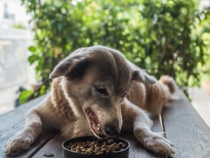 迷你世界狗的繁殖秘诀与食物选择：如何通过科学饮食促进繁殖健康？