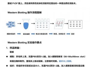 Abw系列实验4、如何进行Abw 系列实验 4？