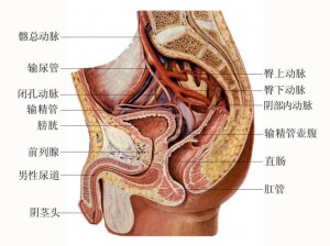 三个男人扒开我的奶头视频：揭秘男性生理结构