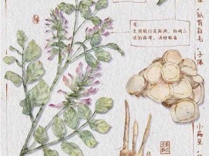 江湖悠悠：甘草图鉴——探寻草本之王的奥秘与功效