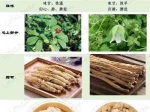 江湖悠悠珍稀党参图鉴：探寻草本之王的传奇风采