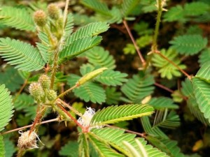 含羞草第一集视频：神奇的植物，触碰后会害羞的草