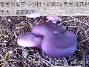 紫色的蘑菇根很粗大能吃吗 紫色蘑菇根粗大，能吃吗？