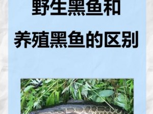 卧虎藏龙手游黑鱼获取攻略：揭秘高效捕捉珍稀黑鱼的秘诀