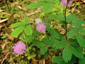 含羞草一路二路三路：探索神秘的植物世界