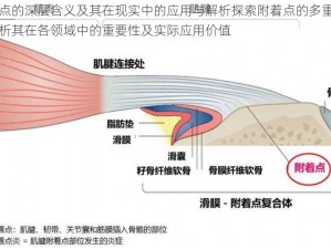 附着点的深层含义及其在现实中的应用与解析探索附着点的多重概念，解析其在各领域中的重要性及实际应用价值