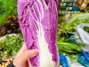 粉红大白菜：法国最忌讳的蔬菜？