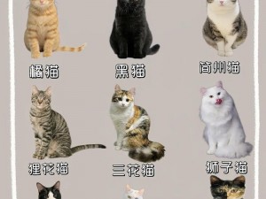 91久久国产综合久久91猫猫-如何评价91 久久国产综合久久 91 猫猫这个网站？