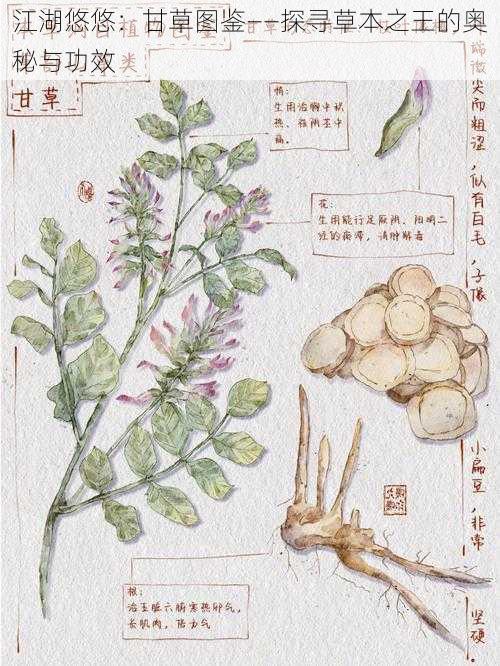 江湖悠悠：甘草图鉴——探寻草本之王的奥秘与功效