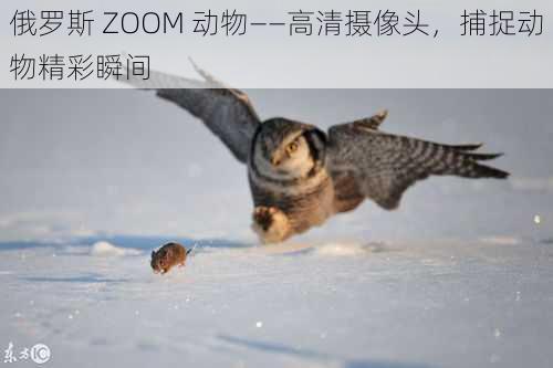 俄罗斯 ZOOM 动物——高清摄像头，捕捉动物精彩瞬间