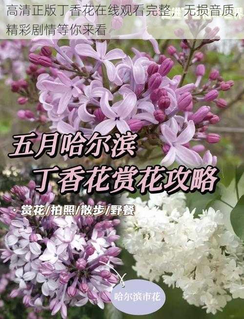 高清正版丁香花在线观看完整，无损音质，精彩剧情等你来看