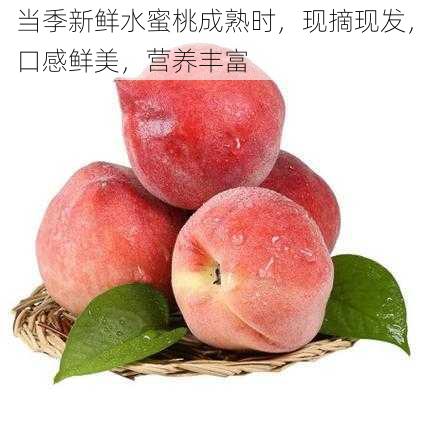 当季新鲜水蜜桃成熟时，现摘现发，口感鲜美，营养丰富