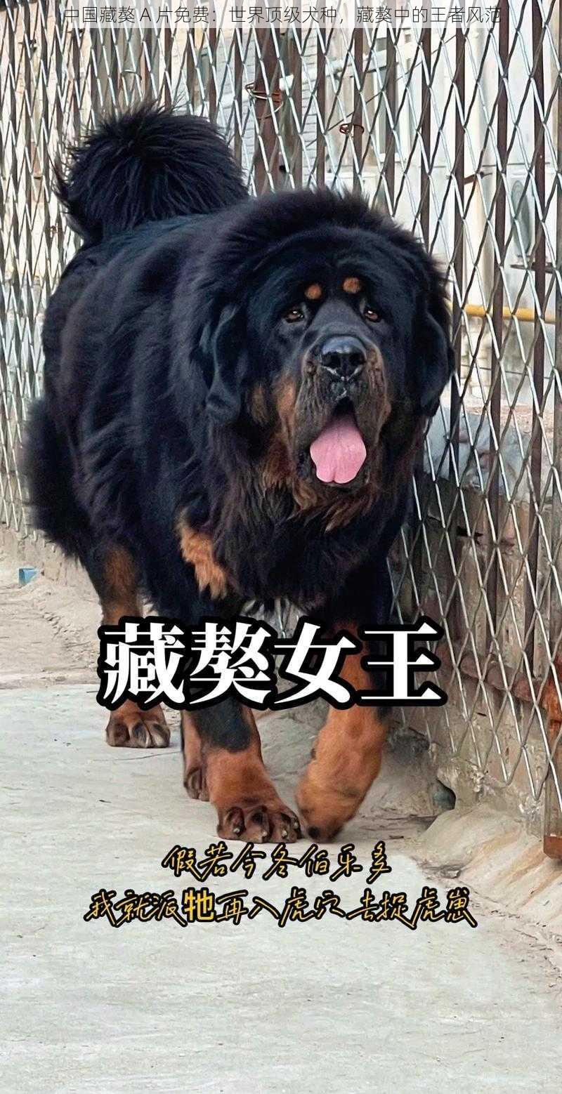 中国藏獒 A 片免费：世界顶级犬种，藏獒中的王者风范