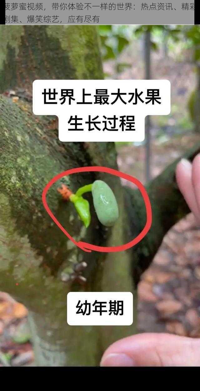 菠萝蜜视频，带你体验不一样的世界：热点资讯、精彩剧集、爆笑综艺，应有尽有