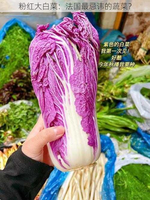 粉红大白菜：法国最忌讳的蔬菜？