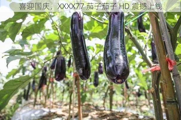 喜迎国庆，XXXX77 茄子茄子 HD 震撼上线