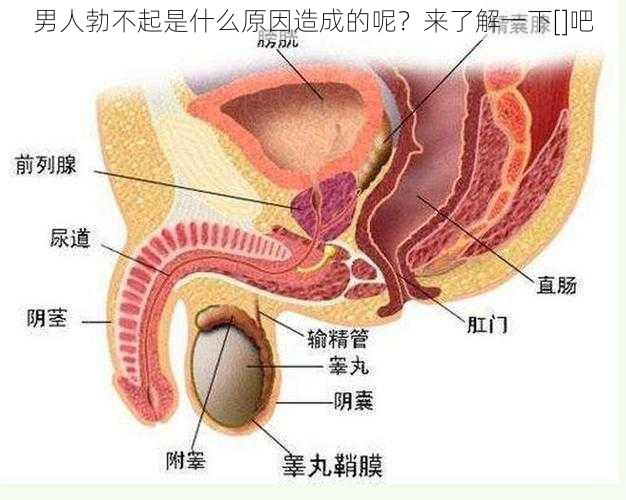 男人勃不起是什么原因造成的呢？来了解一下[]吧