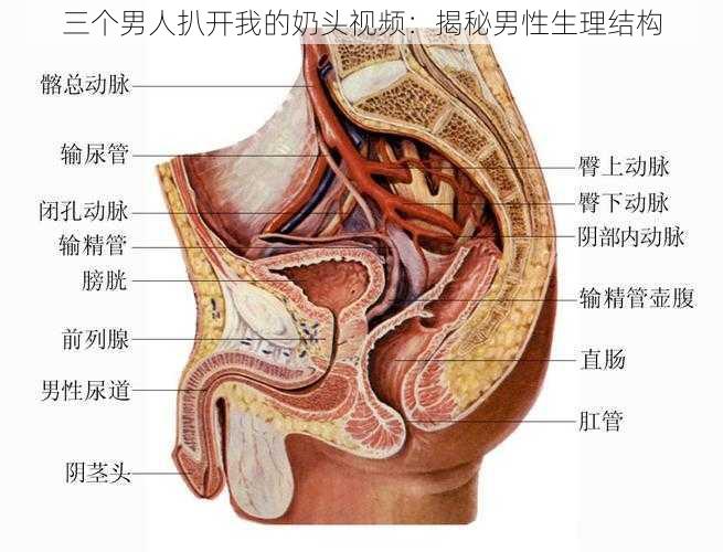 三个男人扒开我的奶头视频：揭秘男性生理结构