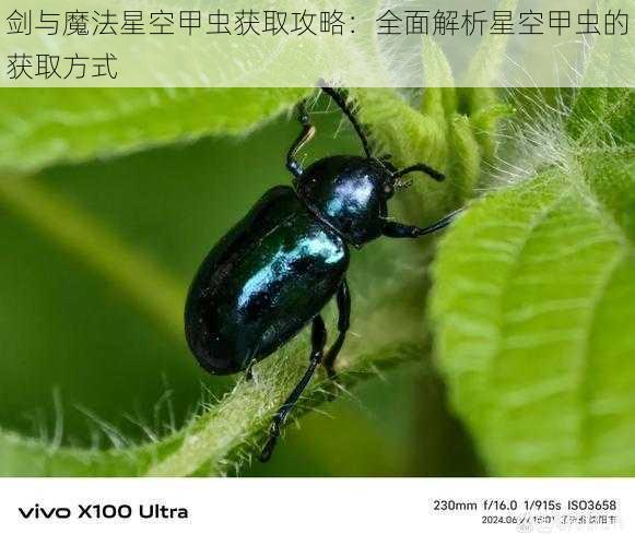 剑与魔法星空甲虫获取攻略：全面解析星空甲虫的获取方式