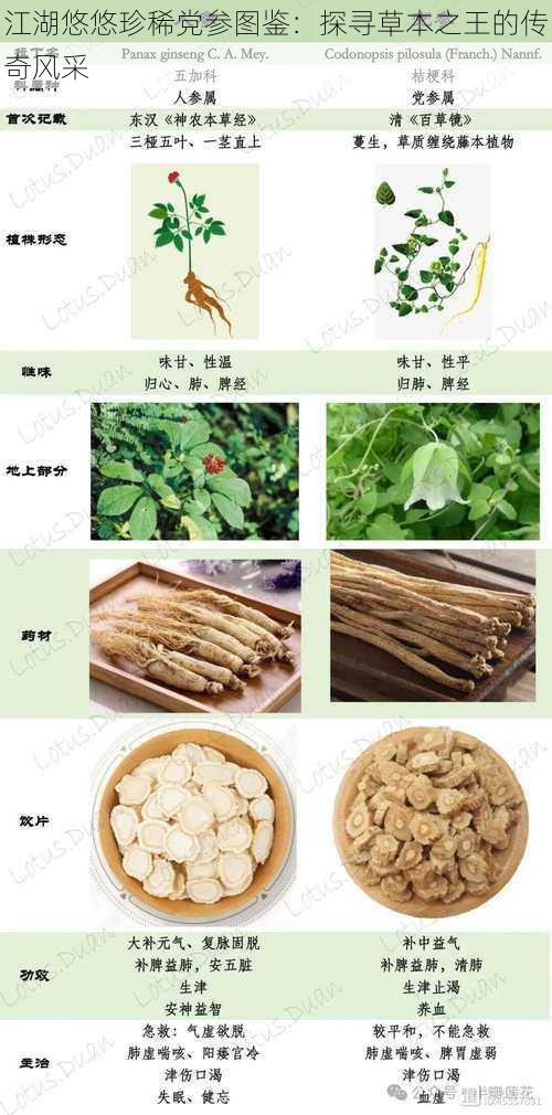 江湖悠悠珍稀党参图鉴：探寻草本之王的传奇风采