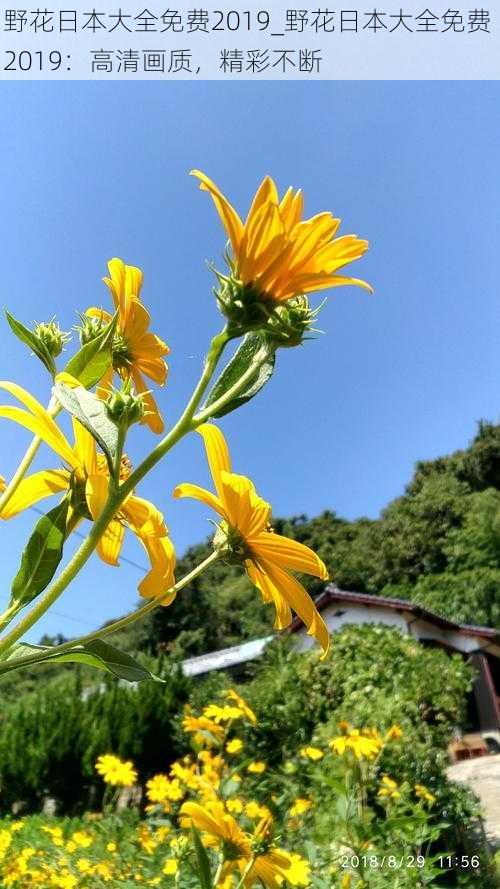 野花日本大全免费2019_野花日本大全免费 2019：高清画质，精彩不断