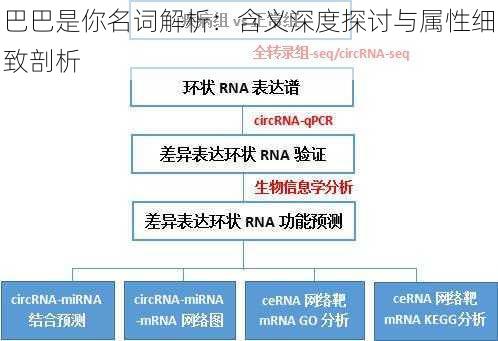 巴巴是你名词解析：含义深度探讨与属性细致剖析