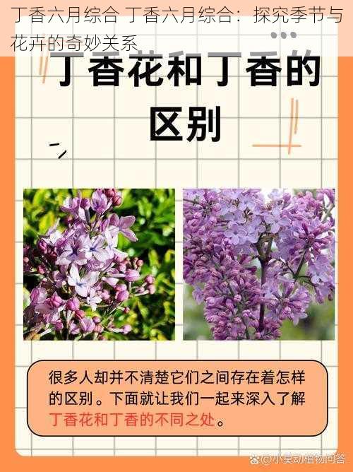 丁香六月综合 丁香六月综合：探究季节与花卉的奇妙关系