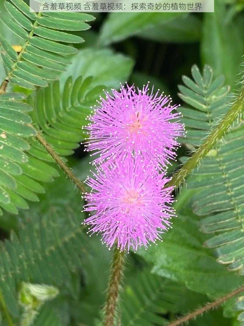 含羞草视频 含羞草视频：探索奇妙的植物世界