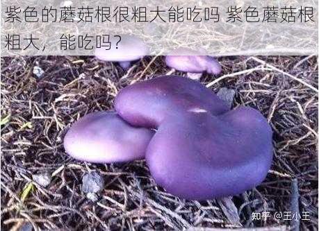 紫色的蘑菇根很粗大能吃吗 紫色蘑菇根粗大，能吃吗？