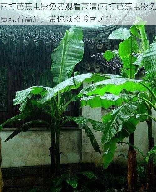 雨打芭蕉电影免费观看高清(雨打芭蕉电影免费观看高清，带你领略岭南风情)