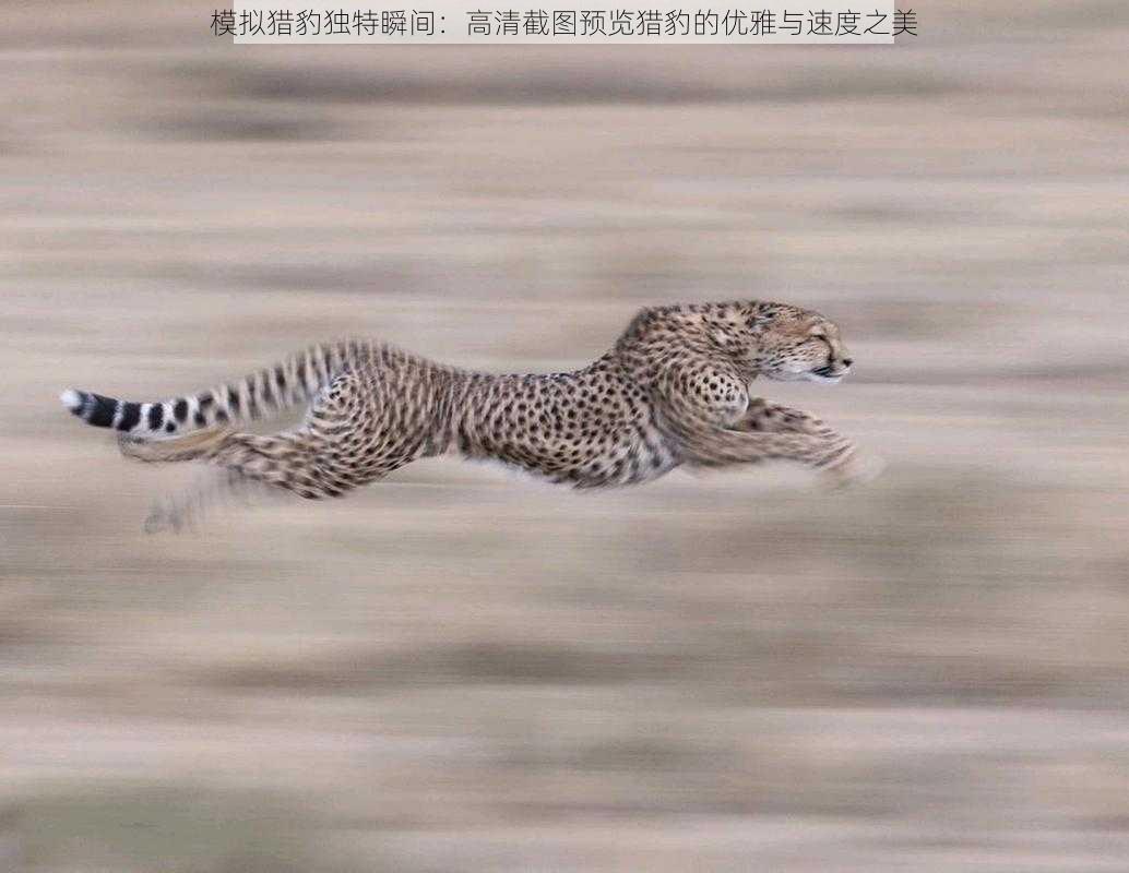 模拟猎豹独特瞬间：高清截图预览猎豹的优雅与速度之美