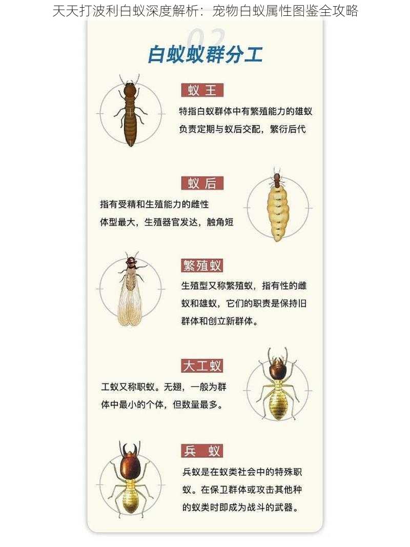 天天打波利白蚁深度解析：宠物白蚁属性图鉴全攻略